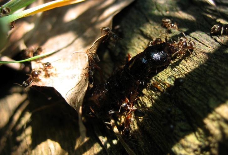 larva di stafilinide